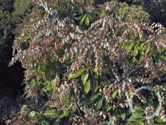 Afbeelding bij Rotsheide - Pieris jap. 'Mountain fire'