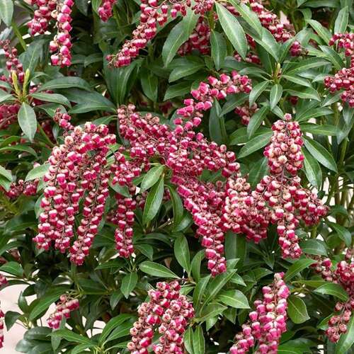 Afbeelding bij Rotsheide - Pieris jap. 'Passion'