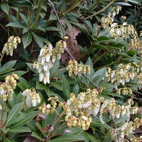 Afbeelding bij Rotsheide - Pieris jap. &#039;Prelude&#039;