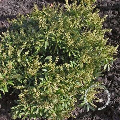 Afbeelding bij Rotsheide - Pieris jap. &#039;Purity&#039; 