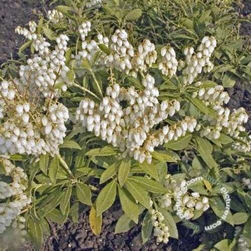 Afbeelding bij Rotsheide - Pieris jap. &#039;Sarabande&#039; 