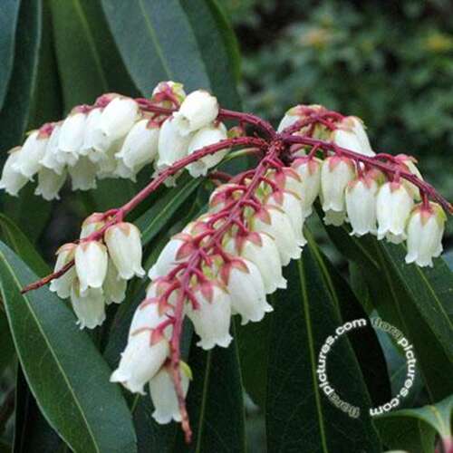 Afbeelding bij Rotsheide - Pieris japonica