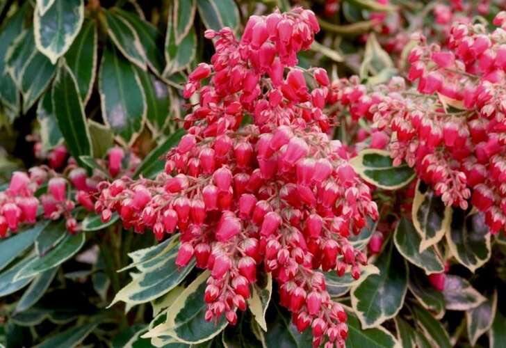 Afbeelding bij Rotsheide - Pieris japonica 'Pink Passion'  