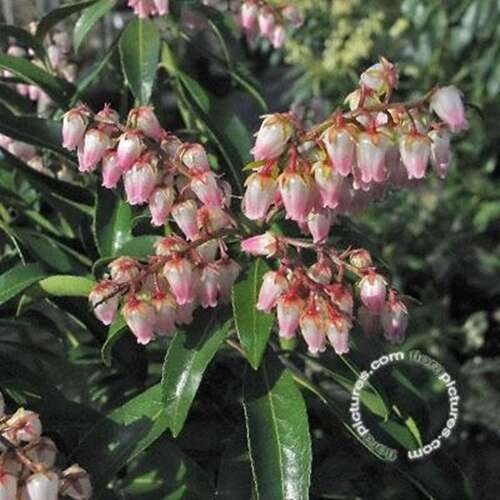 Afbeelding bij Rotsheide - Pieris japonica &#039;Rosalinda&#039; 