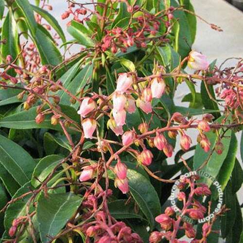 Afbeelding bij Rotsheide - Pieris japonica 'Valley Valentine' 