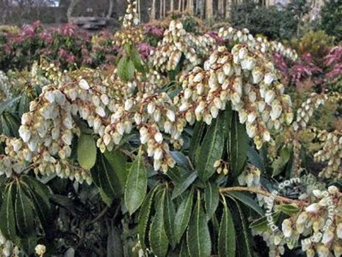 Afbeelding bij Rotsheide - Pieris japonica 'White Cascade' 