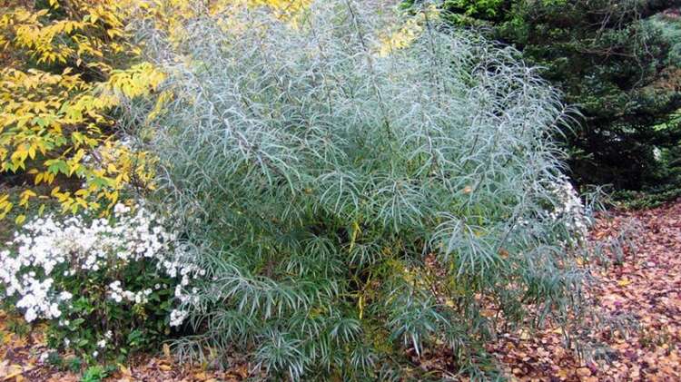Afbeelding bij Rozemarijnwilg - Salix elaeagnos &#039;Angustifolia&#039; 