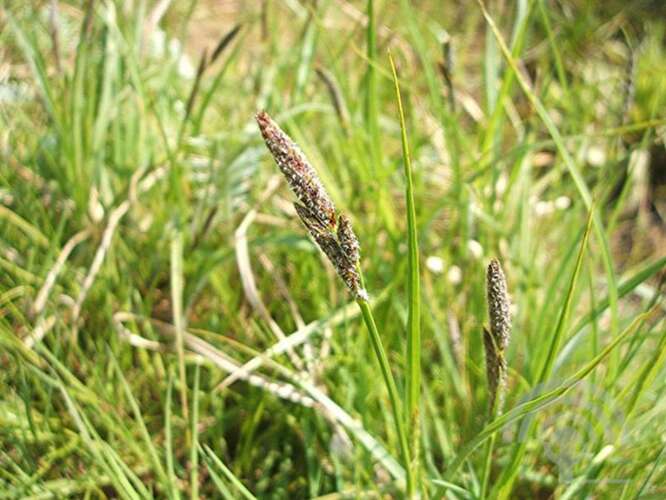 Afbeelding bij Ruige zegge - Carex hirta