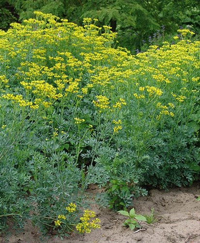 Afbeelding bij Ruta graveolens / wijnruit