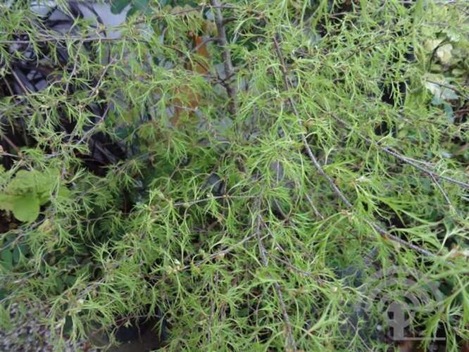 Afbeelding bij Ruwe berk - Betula pendula 