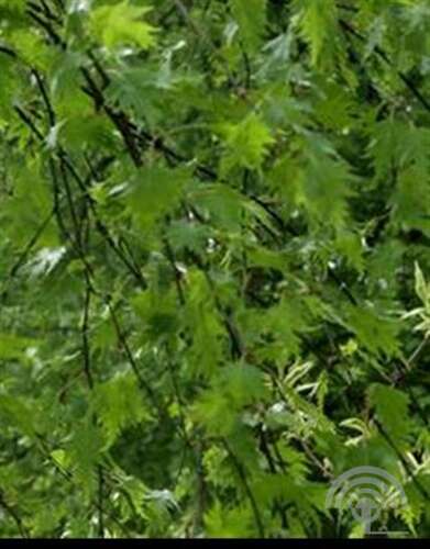 Afbeelding bij Ruwe berk - Betula pendula &#039;Crispa&#039; 