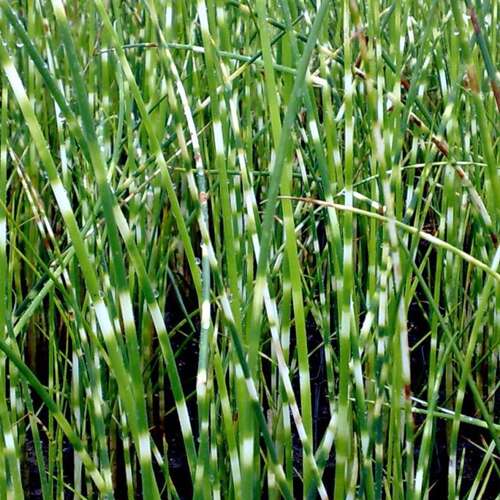 Afbeelding bij Ruwe bies - Scirpus tabernaemontani &#039;Zebrinus&#039; 