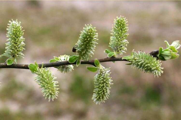 Afbeelding bij Salix cinerea - Grauwe wilg