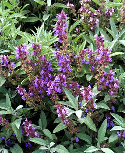 Afbeelding bij Salvia / Salie (soort beschrijving)