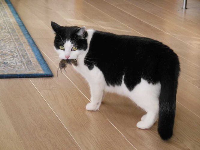 Afbeelding bij Sammie, ons heksje   