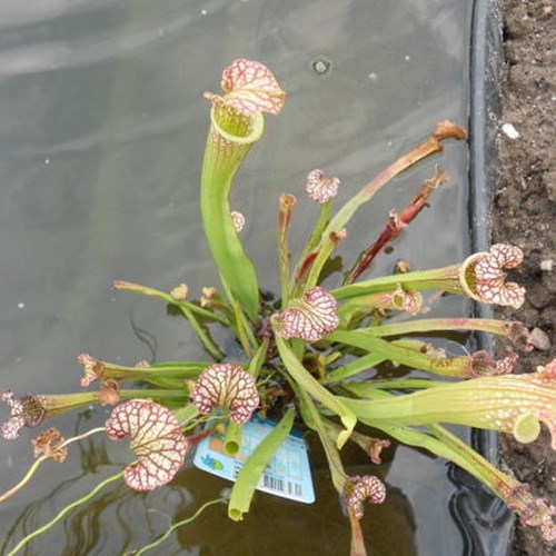 Afbeelding bij Sarracenia farmhamii / Trompetbekerplant