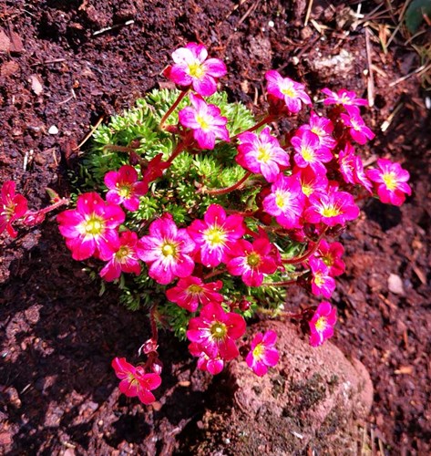 Afbeelding bij Saxifraga / Steenbreek (soort)