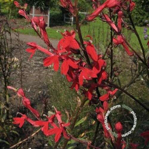 Afbeelding bij Scharlaken lobelia - Lobelia cardinalis