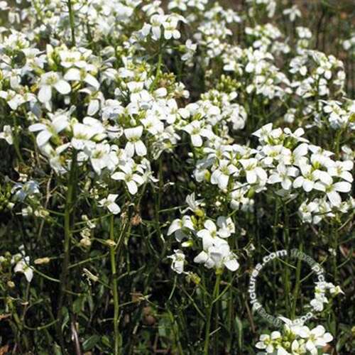 Afbeelding bij  Scheefkelk - Arabis Procurrens