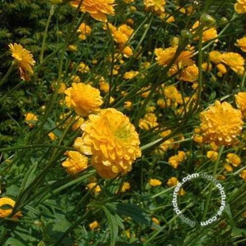 Afbeelding bij Scherpe boterbloem - Ranunculus acris &#039;Multiplex&#039; 