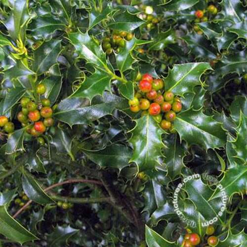 Afbeelding bij Scherpe hulst - Ilex aq. 'Alaska' 