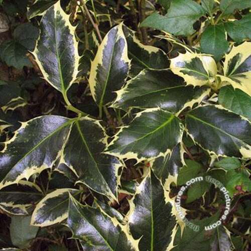 Afbeelding bij Scherpe Hulst 'Argentea Marginata' 