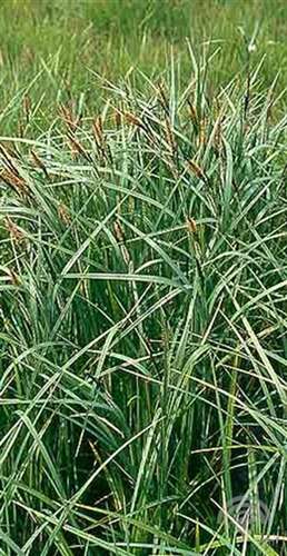 Afbeelding bij Scherpe zegge - Carex gracilis 