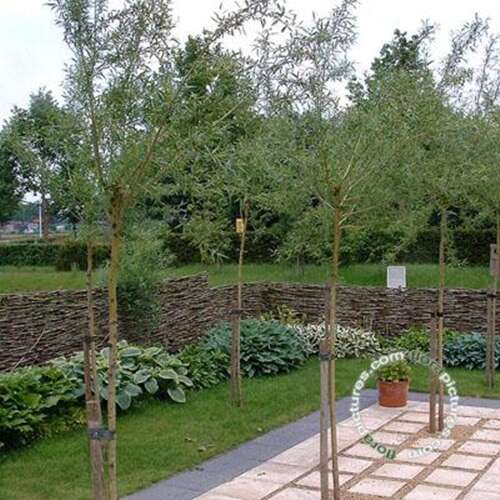 Afbeelding bij Schietwilg - Salix alba &#039;Chermesina&#039;
