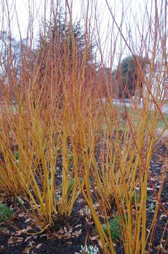 Afbeelding bij Schietwilg - Salix alba &#039;Vitellina&#039;