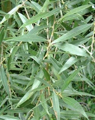 Afbeelding bij Schietwilg - Witte wilg - Salix alba