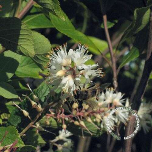 Afbeelding bij  Schijnels - Clethra alnifolia 