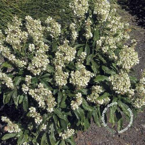 Afbeelding bij Schijnels - Clethra alnifolia &#039;Anne Bidwell&#039;
