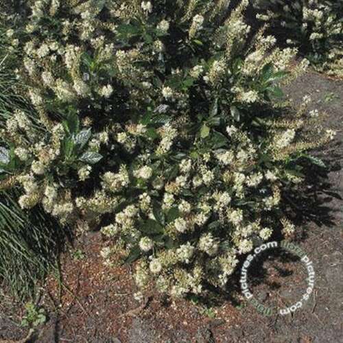 Afbeelding bij  Schijnels - Clethra alnifolia &#039;Hummingbird&#039; 