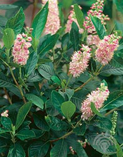Afbeelding bij  Schijnels - Clethra alnifolia 'Pink Spire'