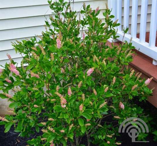 Afbeelding bij  Schijnels - Clethra alnifolia &#039;Ruby Spice&#039; 
