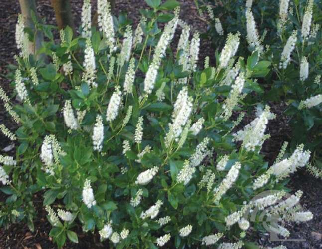 Afbeelding bij  Schijnels - Clethra alnifolia &#039;Sixteen Candles&#039; 