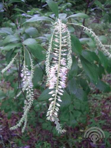 Afbeelding bij Schijnels - Clethra tomentosa &#039;Cottondale&#039;