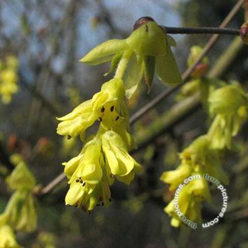 Afbeelding bij Schijnhazelaar - Corylopsis spicata