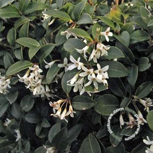 Afbeelding bij Schijnhulst - Osmanthus burkwoodii 