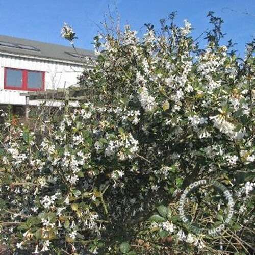 Afbeelding bij Schijnhulst - Osmanthus delavayi 