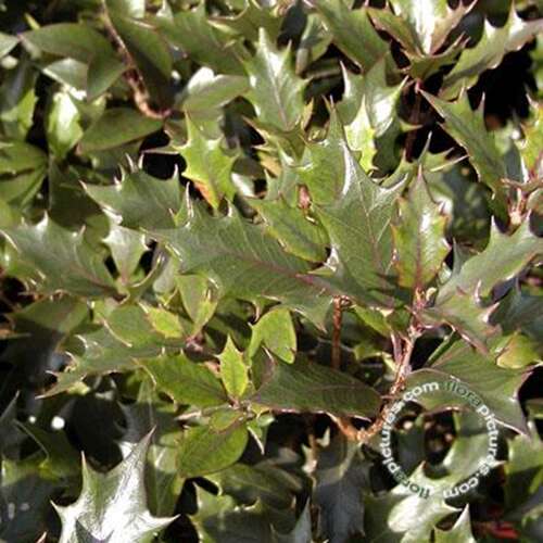 Afbeelding bij Schijnhulst - Osmanthus heter. &#039;Purpureus&#039; 