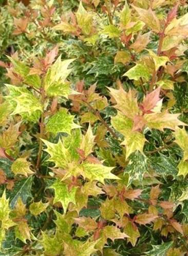 Afbeelding bij Schijnhulst - Osmanthus heter. 'Tricolor' 