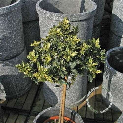 Afbeelding bij Schijnhulst - Osmanthus heter. &#039;Variegatus&#039; 