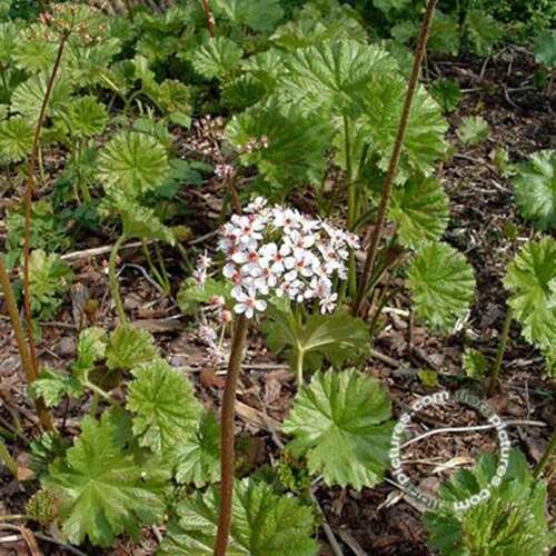 Afbeelding bij Schildblad - Darmera peltata 