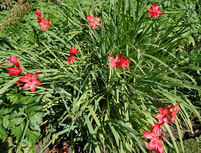 Afbeelding bij Schizostylis coccinea / Kafferlelie