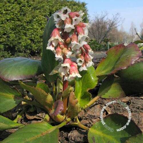 Afbeelding bij  Schoenlappersplant - Bergenia &#039;Bressingham White&#039;
