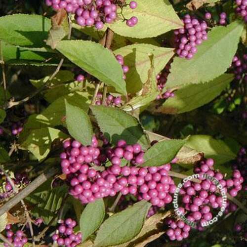 Afbeelding bij Schoonvrucht - Callicarpa bodinieri &#039;Giraldii&#039;