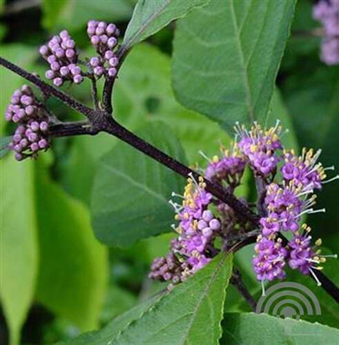 Afbeelding bij Schoonvrucht - Callicarpa bodinieri &#039;Profusion&#039;