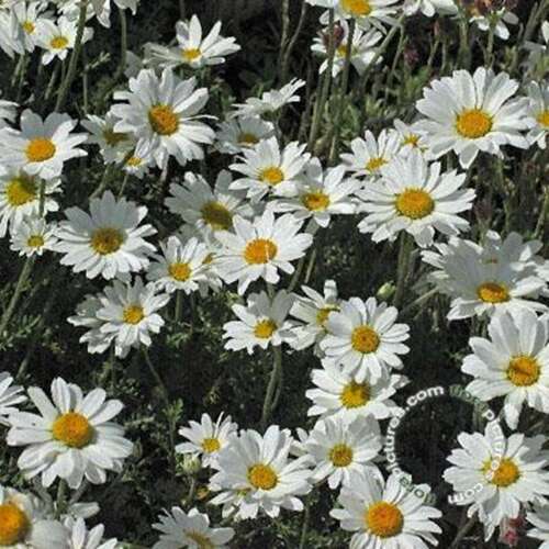 Afbeelding bij Schubkamille - Anthemis carpatica &#039;Karpatenschnee&#039;
