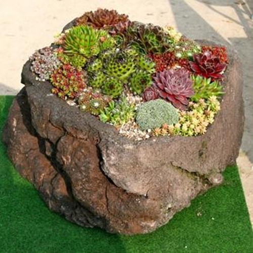 Afbeelding bij Sempervivum / Huislook